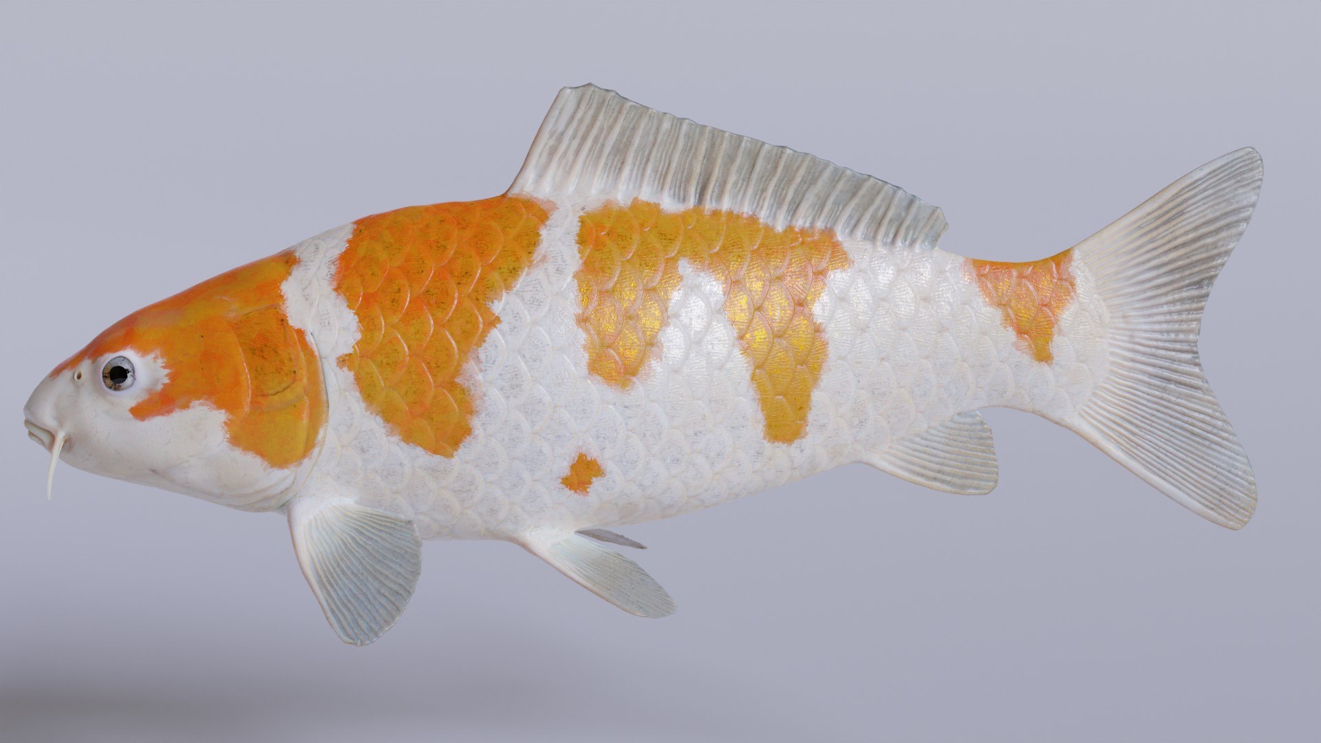 Koi Carp Ochiba 3D model https://p.turbosquid.com/ts-thumb/LC/pB0cTf/I3/contextimage/jpg/1641390090/1920x1080/fit_q87/2ce2594dfbd63121484addaf01ad6b9576b11052/contextimage.jpg