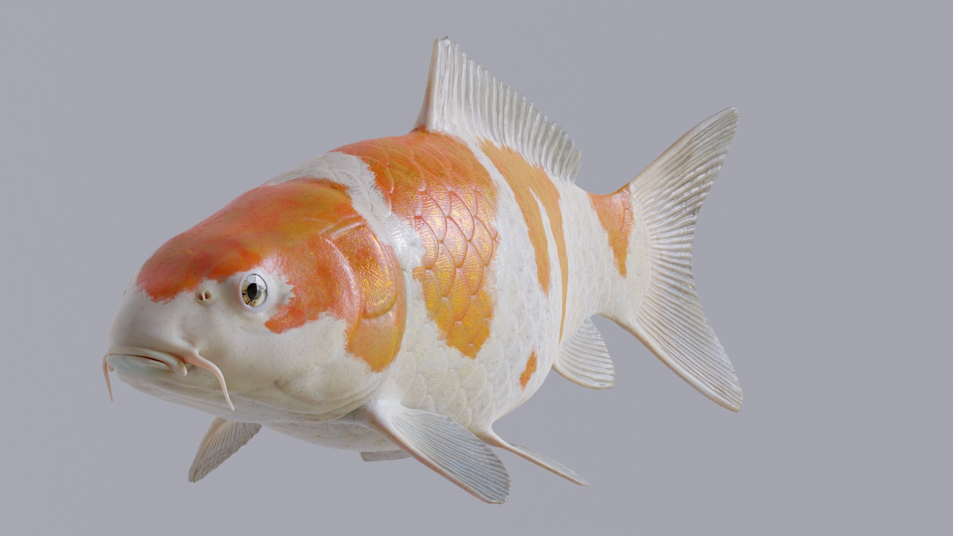 Koi Carp Ochiba 3D model https://p.turbosquid.com/ts-thumb/LC/pB0cTf/gQ/swimanimationv8/jpg/1642113682/1920x1080/turn_fit_q99/298959482e5ad5af787e0adbc4502e2fc8f95599/swimanimationv8-1.jpg