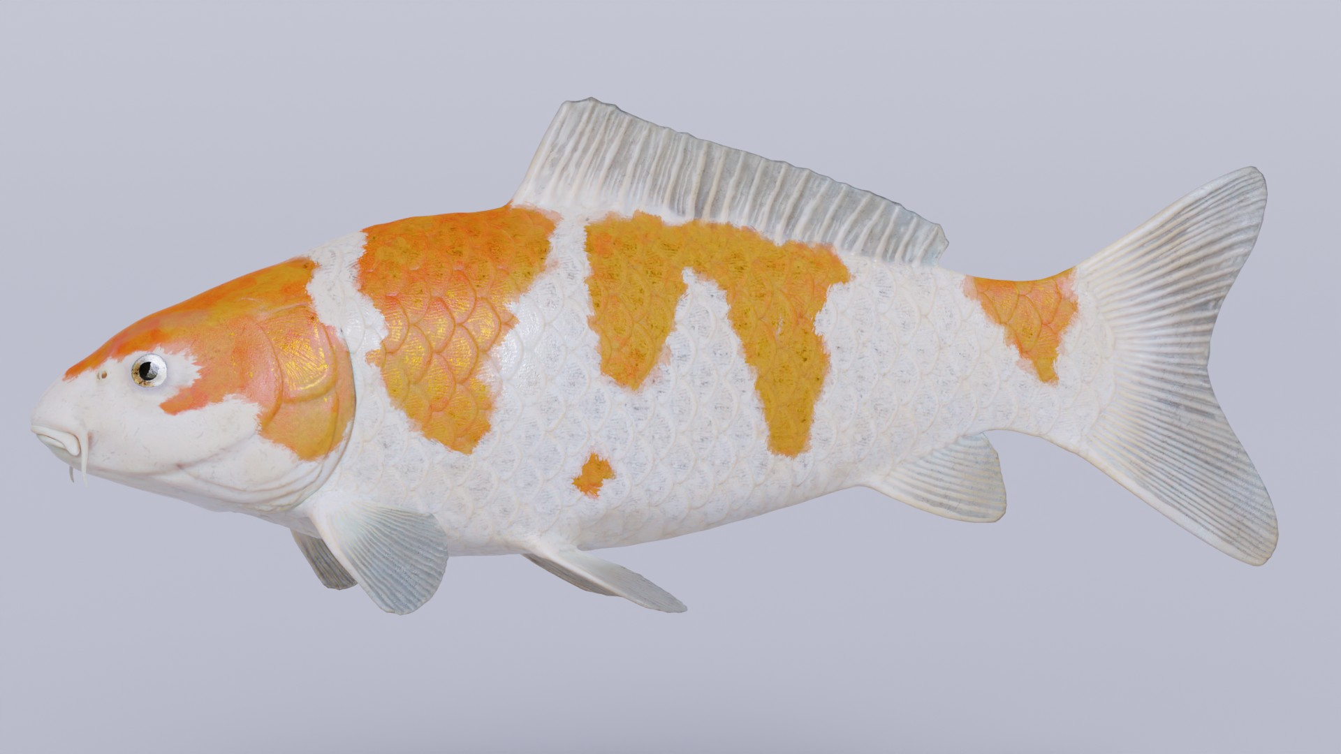 Koi Carp Ochiba 3D model https://p.turbosquid.com/ts-thumb/LC/pB0cTf/ki/turntablev2/jpg/1641329571/1920x1080/turn_fit_q99/ccc18fdd2ba09d4c3f30db1660ff64b941eb53ae/turntablev2-1.jpg
