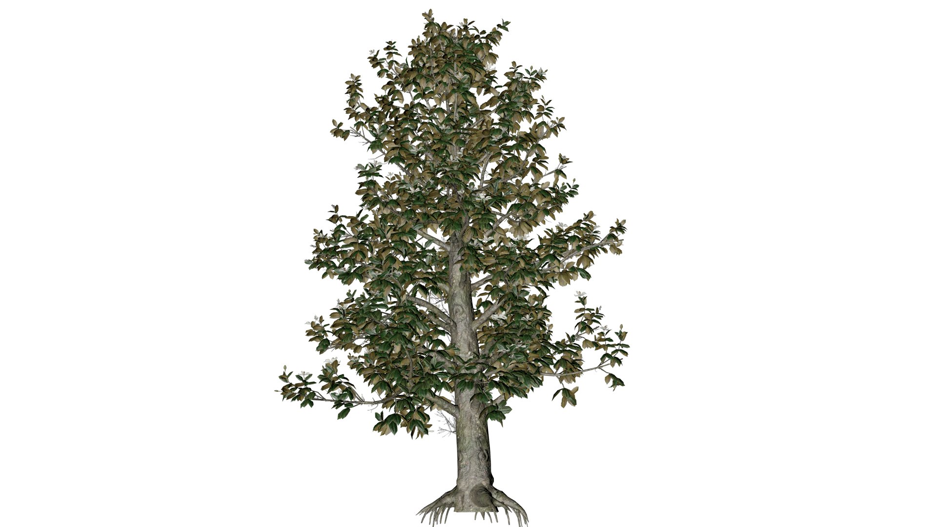 Southern Magnolia Tree - 10 - 3D https://p.turbosquid.com/ts-thumb/LC/uH4R5p/0i/south_103/png/1742307222/1920x1080/fit_q87/9eb042ce23cbd843de8c011637ef9c44245a41ef/south_103.jpg