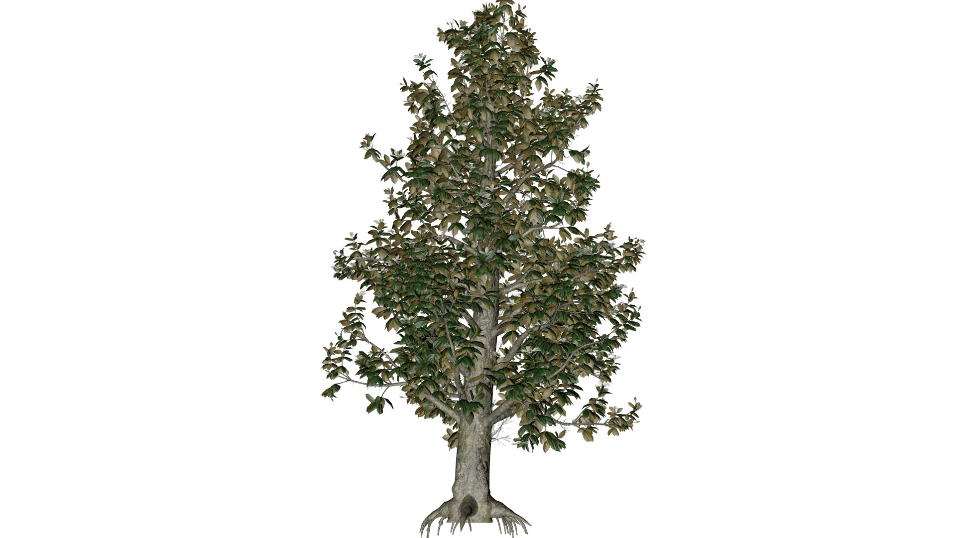 Southern Magnolia Tree - 10 - 3D https://p.turbosquid.com/ts-thumb/LC/uH4R5p/8l/south_101/png/1742307219/1920x1080/fit_q87/7d6095940f25cc43bd0844ecbcb846b1c3ad1c9d/south_101.jpg