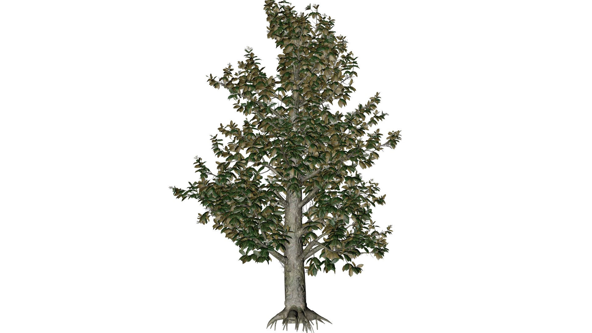 Southern Magnolia Tree - 10 - 3D https://p.turbosquid.com/ts-thumb/LC/uH4R5p/BQ/south_102/png/1742307220/1920x1080/fit_q87/5a45c0ec569f74aa1f872d089304296e8377c931/south_102.jpg