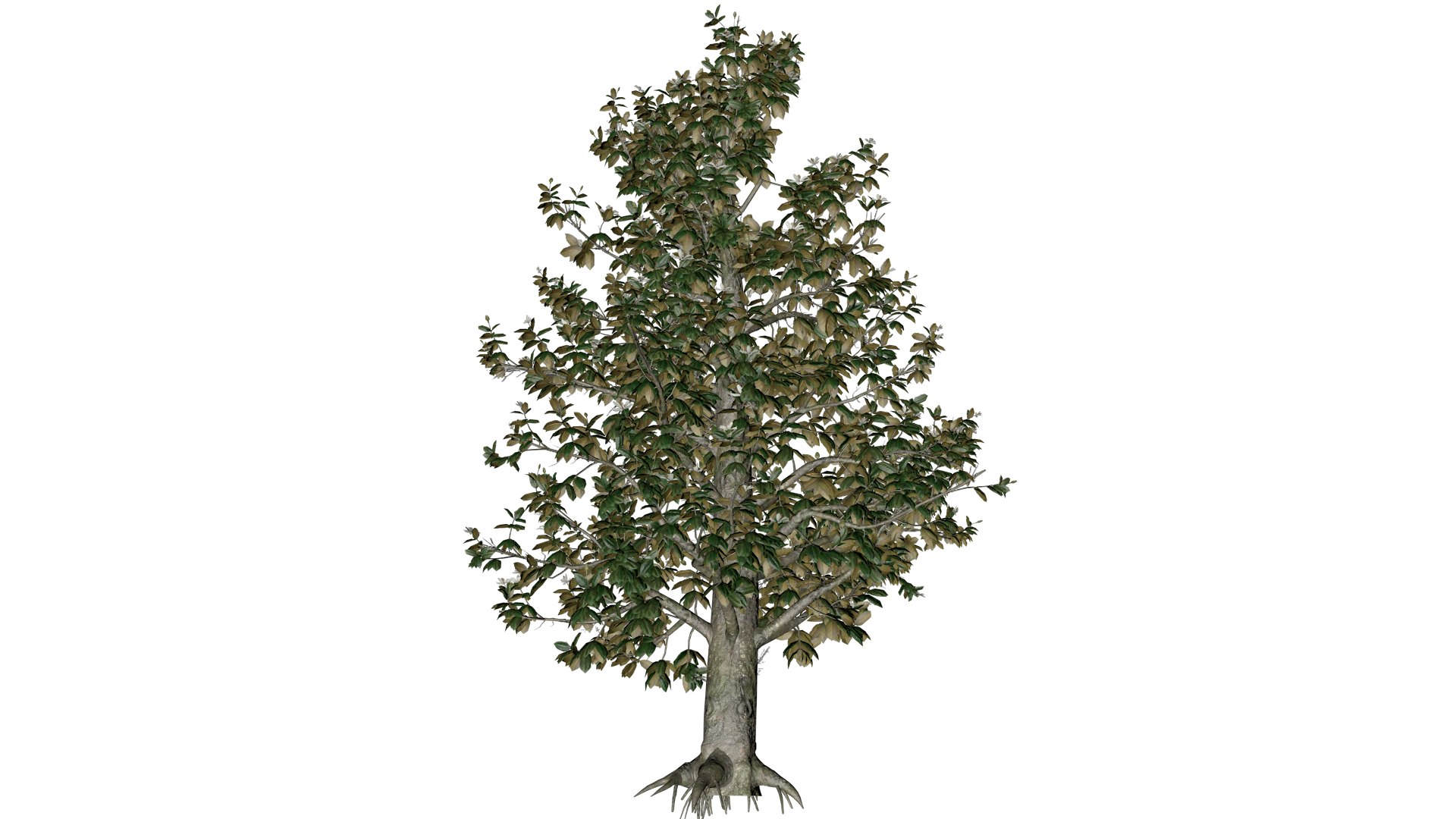 Southern Magnolia Tree - 10 - 3D https://p.turbosquid.com/ts-thumb/LC/uH4R5p/KK/south_10/png/1742307219/1920x1080/fit_q87/fecd6af1349dafc11194875aa52b32fe65b5ba1e/south_10.jpg