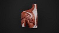 Human Anatomy-Muscular System-Upper limb shoulder posterior superficial view