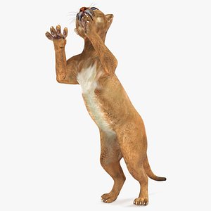 Puma Cub Clawing Motion Animated Rigged