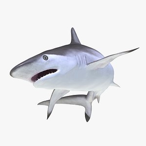 spottail shark rigged 3d max