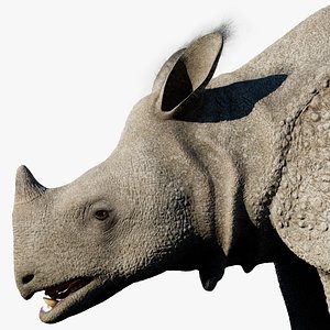 HQ Indian Rhinoceros