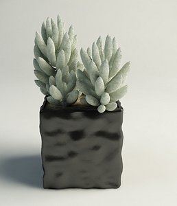 3d model cactus pot interior
