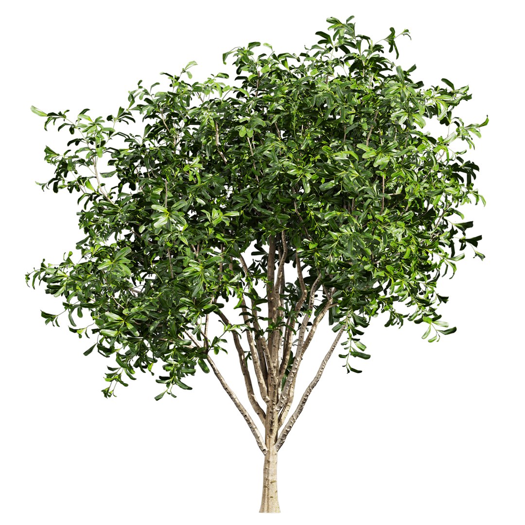 Collection plant vol 560 -  Pittosporum - Hosmerit - shurb- outdoor model https://p.turbosquid.com/ts-thumb/LD/PMaFYi/Q3/5/jpg/1706349470/1920x1080/fit_q87/b8d8dbc01a4b55ff6319721772f70773cc25633a/5.jpg