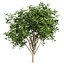 Collection plant vol 560 -  Pittosporum - Hosmerit - shurb- outdoor
