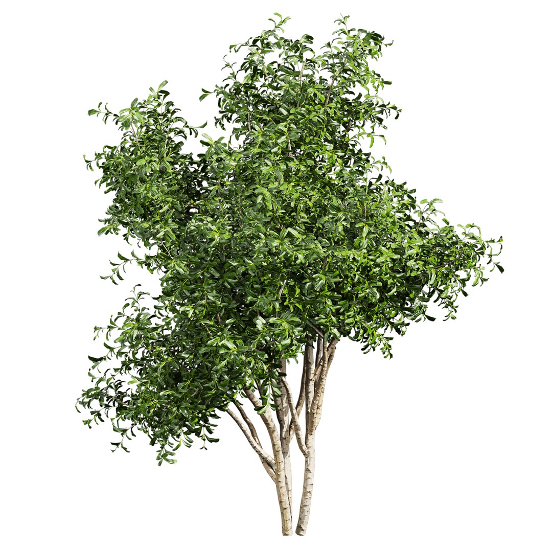Collection plant vol 560 -  Pittosporum - Hosmerit - shurb- outdoor model https://p.turbosquid.com/ts-thumb/LD/PMaFYi/Vf/4/jpg/1706349470/1920x1080/fit_q87/23fb6417e480b595ed6bb7945158f113f0880de5/4.jpg