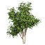 Collection plant vol 560 -  Pittosporum - Hosmerit - shurb- outdoor