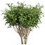 Collection plant vol 560 -  Pittosporum - Hosmerit - shurb- outdoor
