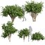 Collection plant vol 560 -  Pittosporum - Hosmerit - shurb- outdoor
