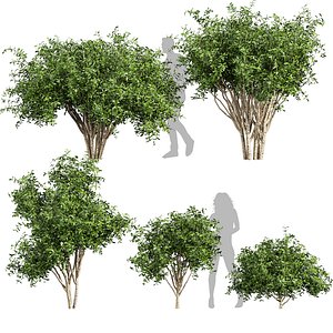 Collection plant vol 560 -  Pittosporum - Hosmerit - shurb- outdoor