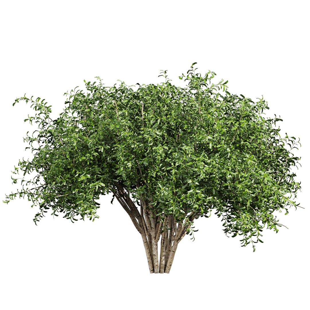 Collection plant vol 560 -  Pittosporum - Hosmerit - shurb- outdoor model https://p.turbosquid.com/ts-thumb/LD/PMaFYi/wu/3/jpg/1706349469/1920x1080/fit_q87/1c64c92a743d623d28801b99566f9430e576cbd2/3.jpg