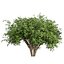 Collection plant vol 560 -  Pittosporum - Hosmerit - shurb- outdoor