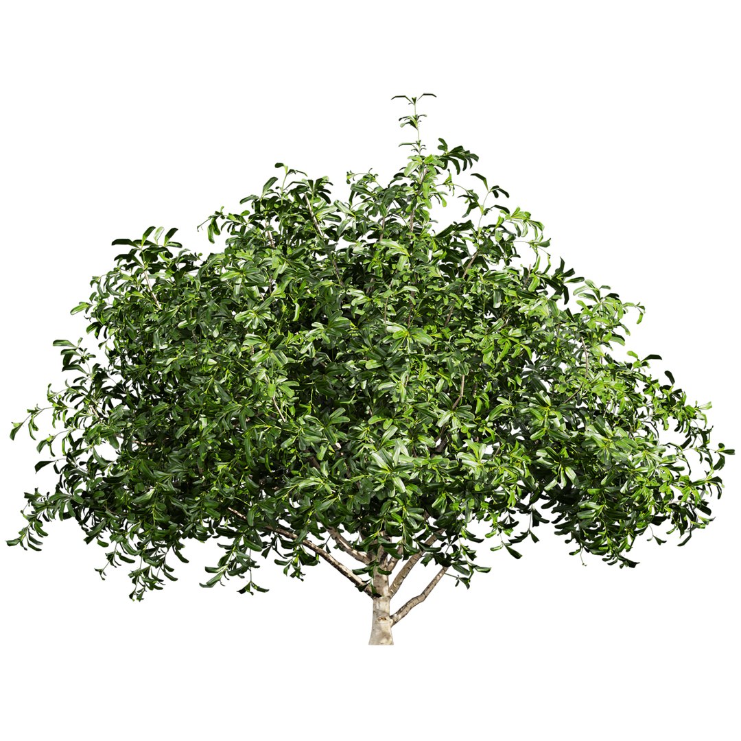 Collection plant vol 560 -  Pittosporum - Hosmerit - shurb- outdoor model https://p.turbosquid.com/ts-thumb/LD/PMaFYi/zJ/6/jpg/1706349470/1920x1080/fit_q87/e47ac982fccd6800709d868c5446846f1ae68c65/6.jpg