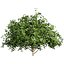 Collection plant vol 560 -  Pittosporum - Hosmerit - shurb- outdoor