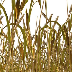 3D Golden wheat field model