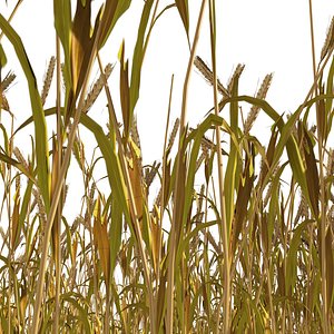 Golden wheat field