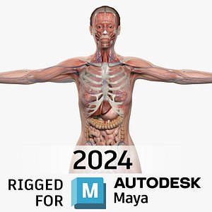 MAYA RIGGED  Complete Female Anatomy PACK V7 3D model