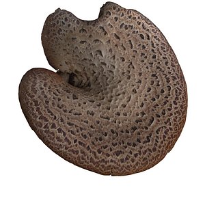 3ds max mushroom wood