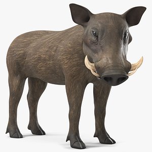African Boar Standing Pose