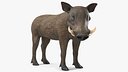 African Boar Standing Pose