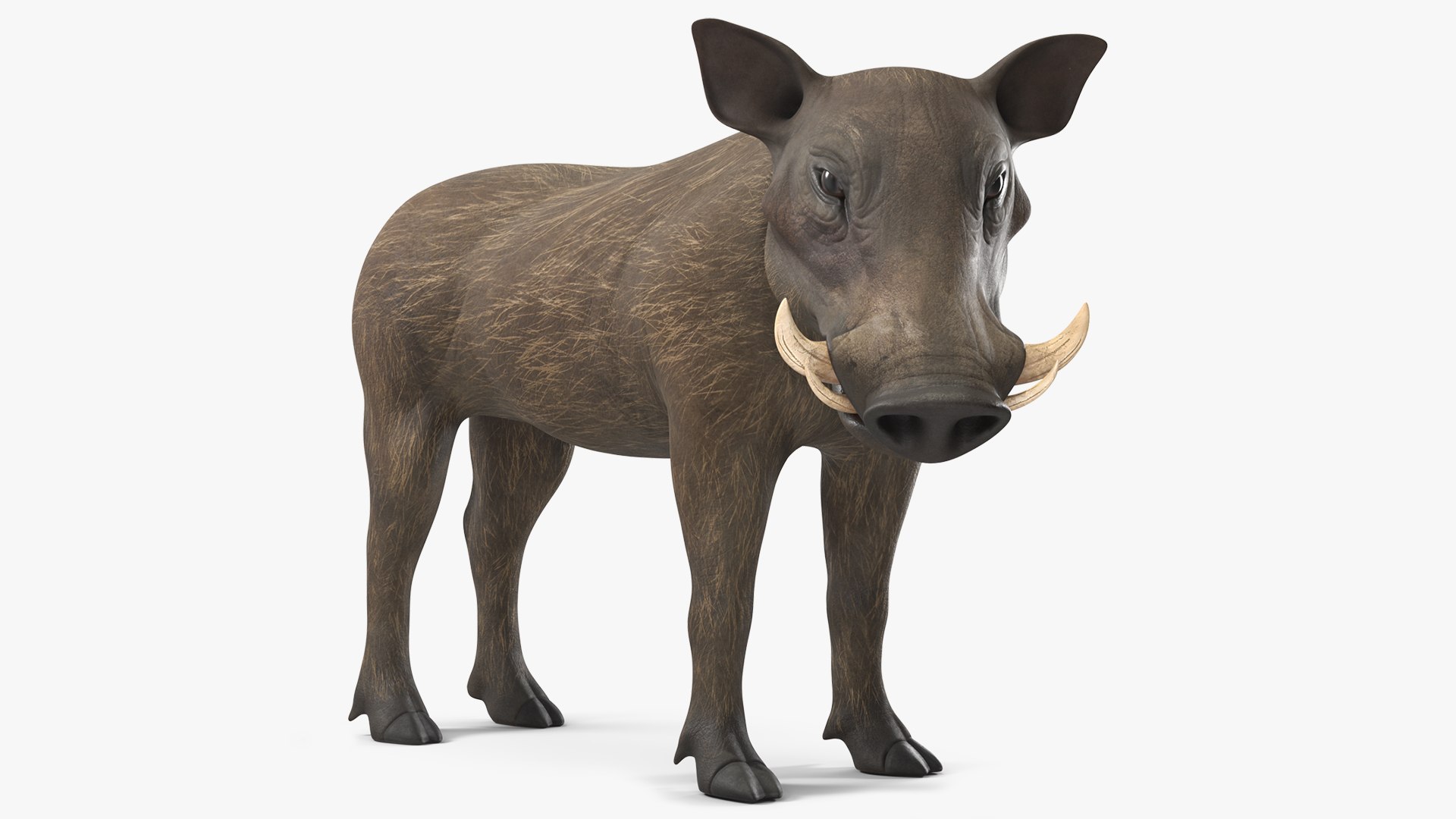 Lion King Animals Collection 3D model preview