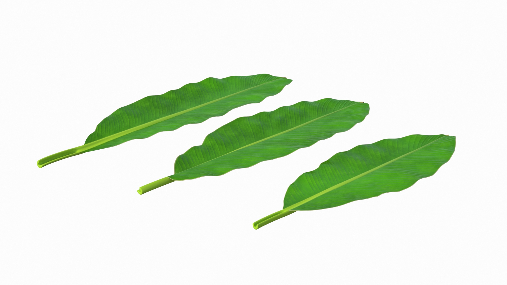 leaves 8 3D model https://p.turbosquid.com/ts-thumb/LD/qROdrH/2IpD2IDh/leaves_from_banana_tree_360/jpg/1600066280/1920x1080/turn_fit_q99/6d48e1f7a1e25054e422c7e2354c61ac7923c2d1/leaves_from_banana_tree_360-1.jpg