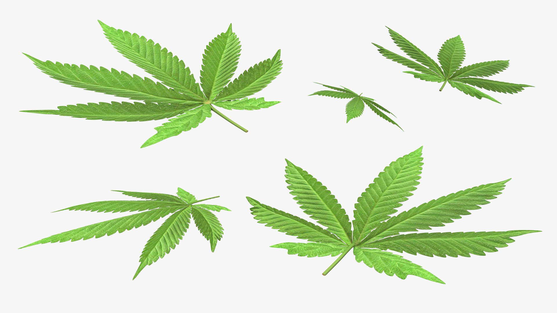 leaves 8 3D model https://p.turbosquid.com/ts-thumb/LD/qROdrH/3EumLATa/leavescollection8vray3dmodel024/jpg/1600068967/1920x1080/fit_q87/94bcaa8bc1d5e91496bb399cde35f4f1f4181be6/leavescollection8vray3dmodel024.jpg