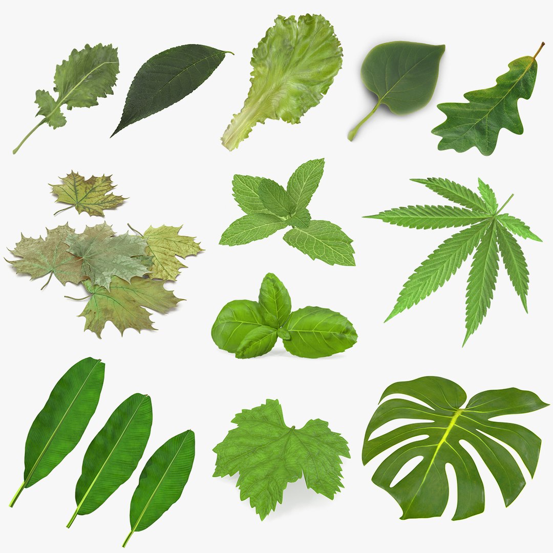 leaves 8 3D model https://p.turbosquid.com/ts-thumb/LD/qROdrH/44m23vK8/leavescollection8vray3dmodel000/jpg/1600068903/1920x1080/fit_q87/be40fbc9209accc428f4d9b98e7753f77f6edd6d/leavescollection8vray3dmodel000.jpg