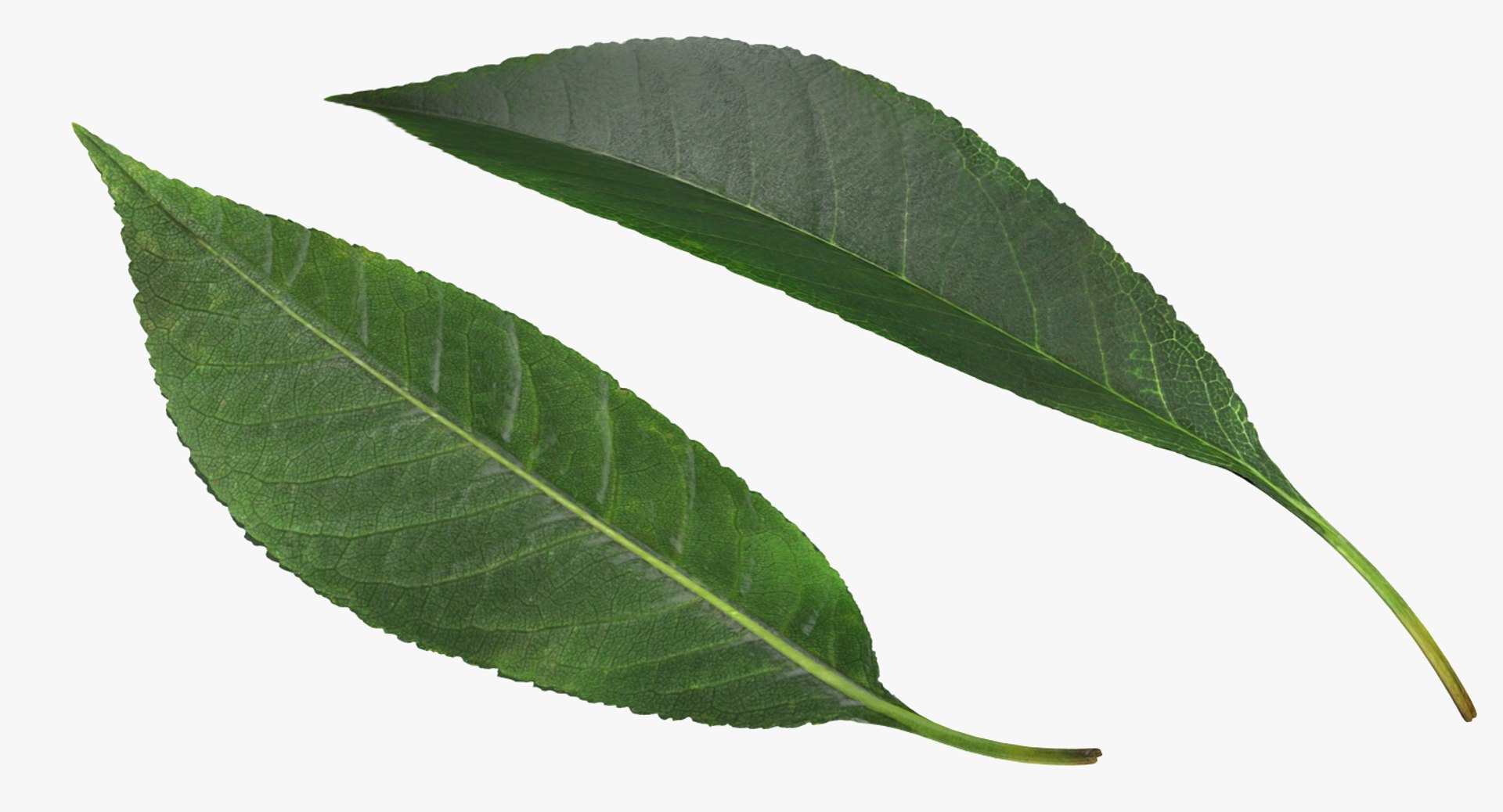 leaves 8 3D model https://p.turbosquid.com/ts-thumb/LD/qROdrH/6ITCiRH7/leavescollection8vray3dmodel057/jpg/1600069053/1920x1080/fit_q87/bc7fea2cbc32a618f4fcd85c48f36ecfa7406a79/leavescollection8vray3dmodel057.jpg