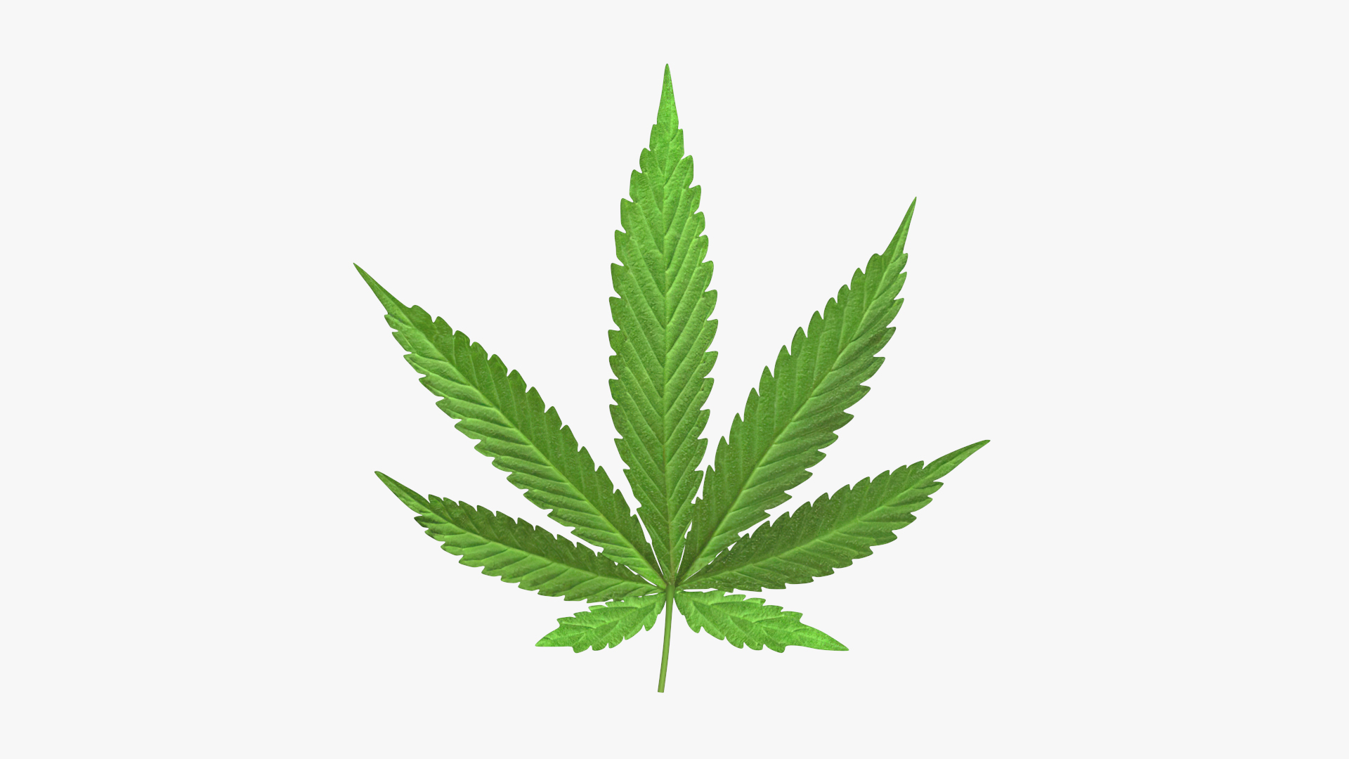 leaves 8 3D model https://p.turbosquid.com/ts-thumb/LD/qROdrH/7qa092GX/cannabis_leaf_360/jpg/1600066707/1920x1080/turn_fit_q99/bfd9467e7f92c95a2cd4dc00422a529d02e1ceb8/cannabis_leaf_360-1.jpg