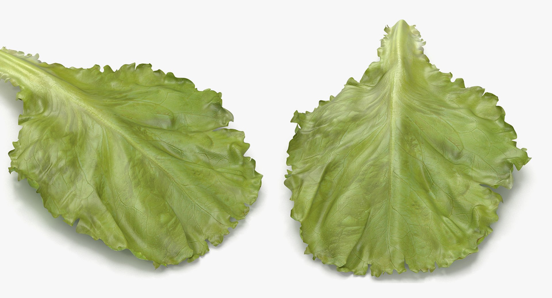 leaves 8 3D model https://p.turbosquid.com/ts-thumb/LD/qROdrH/8eBJE0lA/leavescollection8vray3dmodel059/jpg/1600069058/1920x1080/fit_q87/406e9001508d2b09cba951ccb1e8334513084ab7/leavescollection8vray3dmodel059.jpg