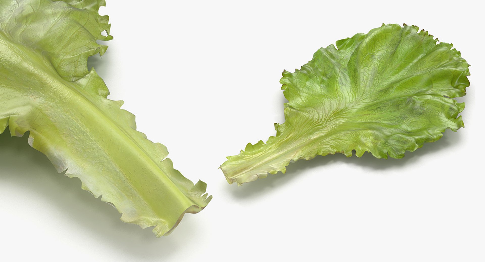 leaves 8 3D model https://p.turbosquid.com/ts-thumb/LD/qROdrH/BHNQgwOg/leavescollection8vray3dmodel060/jpg/1600069060/1920x1080/fit_q87/a718edfa2901f0ef39feb24febc388b65f7ac490/leavescollection8vray3dmodel060.jpg