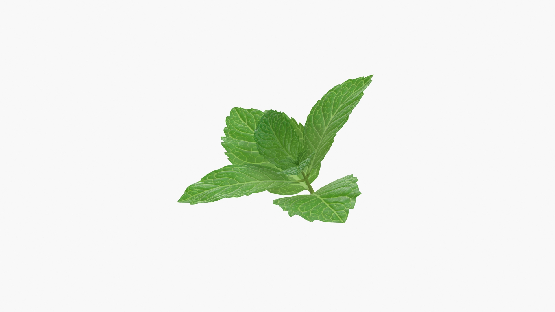leaves 8 3D model https://p.turbosquid.com/ts-thumb/LD/qROdrH/BVDoVWsZ/fresh_mint_leaves_360/jpg/1600066444/1920x1080/turn_fit_q99/02eced488bc307d8f4c7f7859e331db3a6b82827/fresh_mint_leaves_360-1.jpg