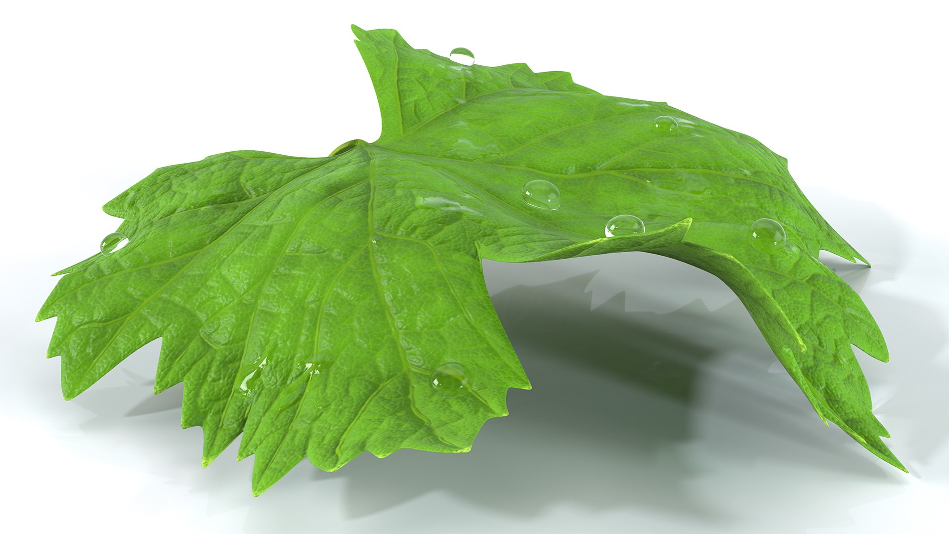 leaves 8 3D model https://p.turbosquid.com/ts-thumb/LD/qROdrH/Cch9sgls/leavescollection8vray3dmodel039/jpg/1600069006/1920x1080/fit_q87/777bbc78586c7abc77e0e67b4bd765e2a1b23032/leavescollection8vray3dmodel039.jpg