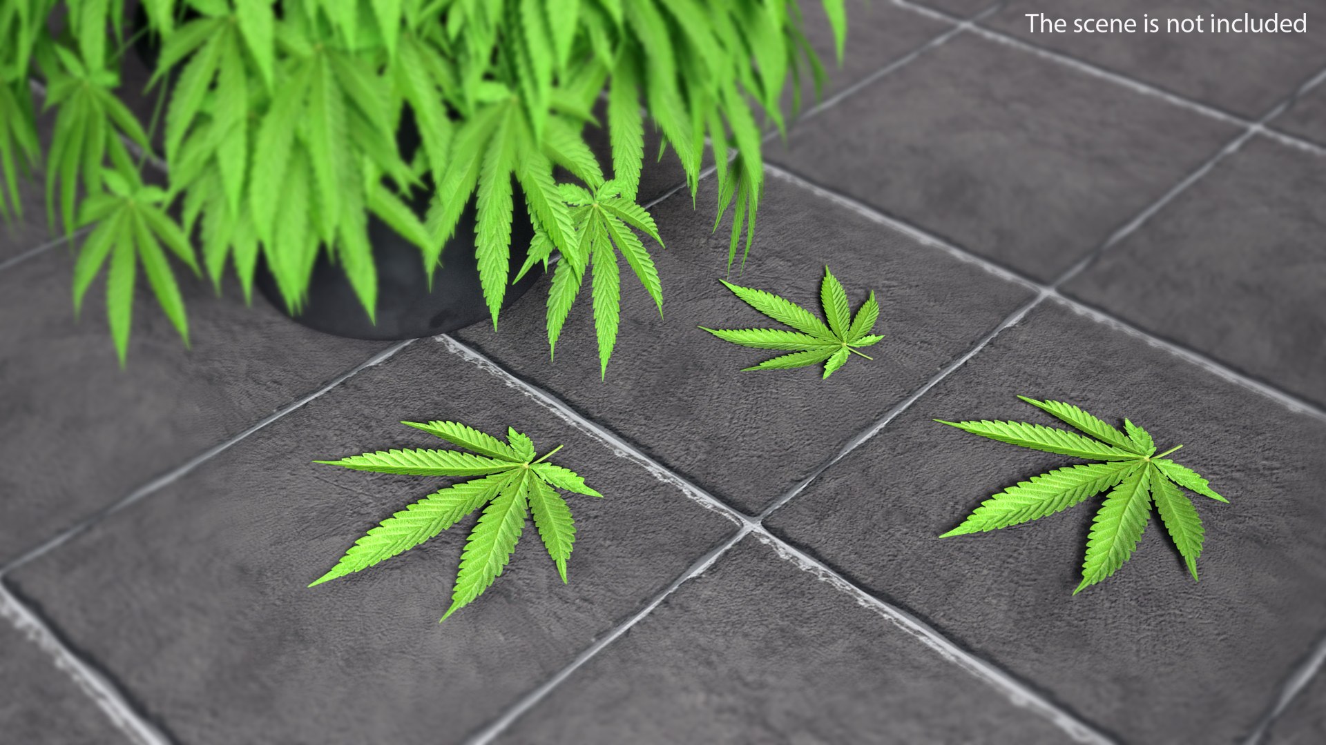 leaves 8 3D model https://p.turbosquid.com/ts-thumb/LD/qROdrH/DkxWN2io/leavescollection8vray3dmodel025/jpg/1600068969/1920x1080/fit_q87/819dfdcf0d551abdec992fdd94197e943b77d635/leavescollection8vray3dmodel025.jpg