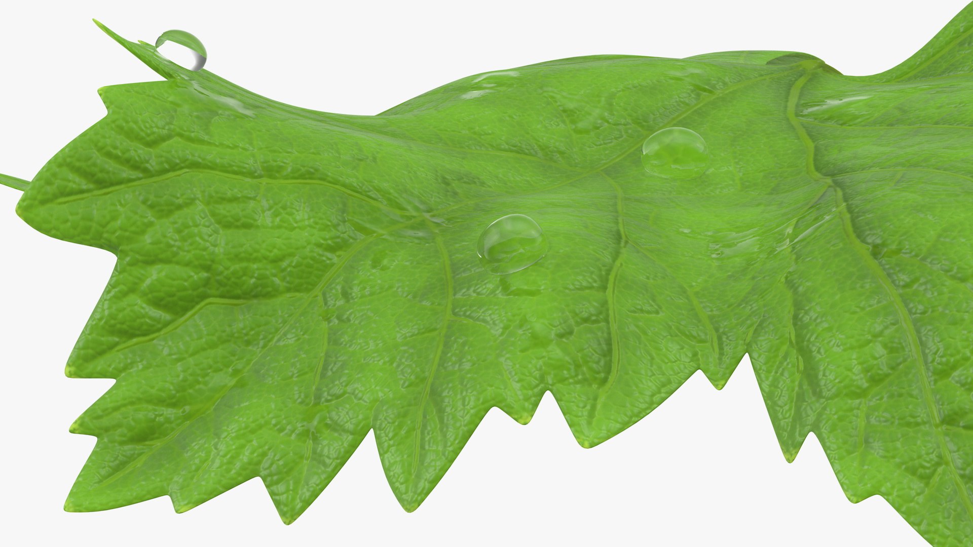 leaves 8 3D model https://p.turbosquid.com/ts-thumb/LD/qROdrH/EHDdezn7/leavescollection8vray3dmodel042/jpg/1600069013/1920x1080/fit_q87/dbab10a900bb4c11d51e3531df9f804d08e80f23/leavescollection8vray3dmodel042.jpg