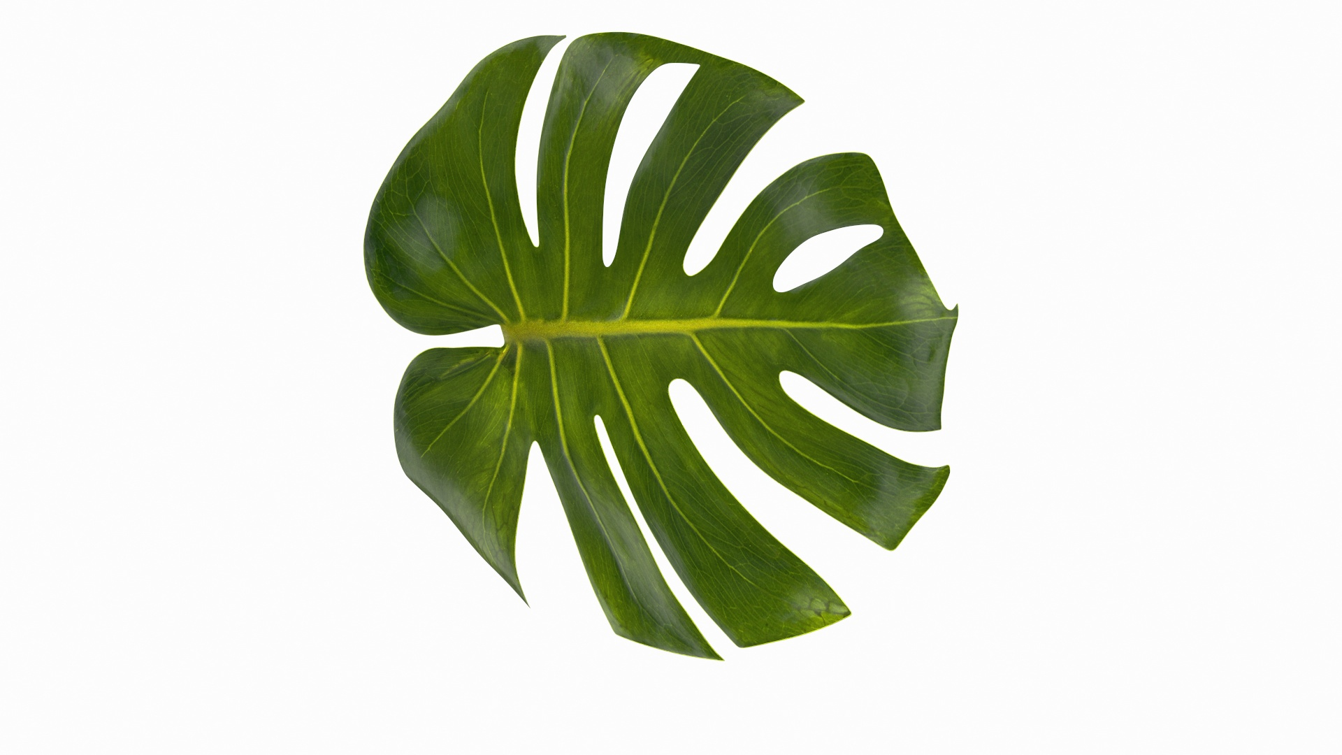 leaves 8 3D model https://p.turbosquid.com/ts-thumb/LD/qROdrH/EMrN2zmc/monstera_deliciosa_leaf_360/jpg/1600066410/1920x1080/turn_fit_q99/f251974b8a7d09e13bbe62f1735b7a6755582c6c/monstera_deliciosa_leaf_360-1.jpg