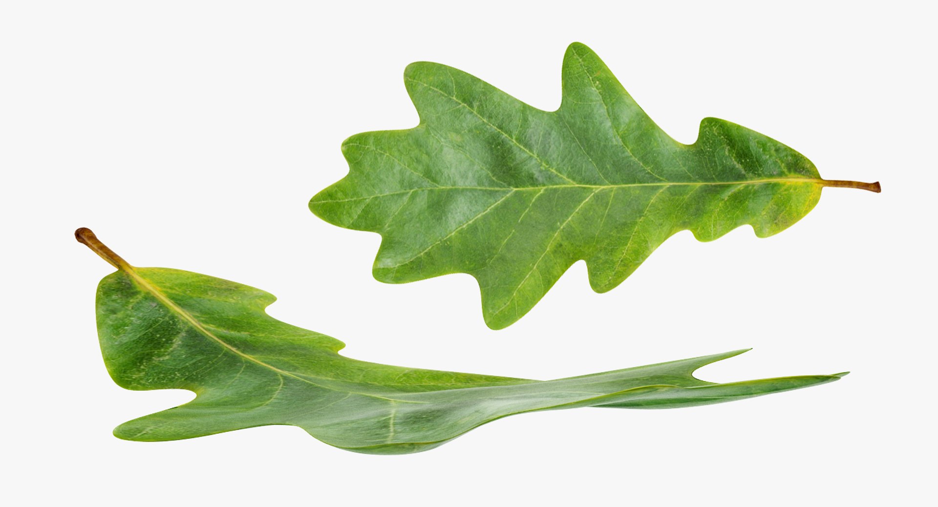 leaves 8 3D model https://p.turbosquid.com/ts-thumb/LD/qROdrH/EYAEio2a/leavescollection8vray3dmodel047/jpg/1600069027/1920x1080/fit_q87/3804070e1696ba45703f7860a31063d7fc691dd3/leavescollection8vray3dmodel047.jpg