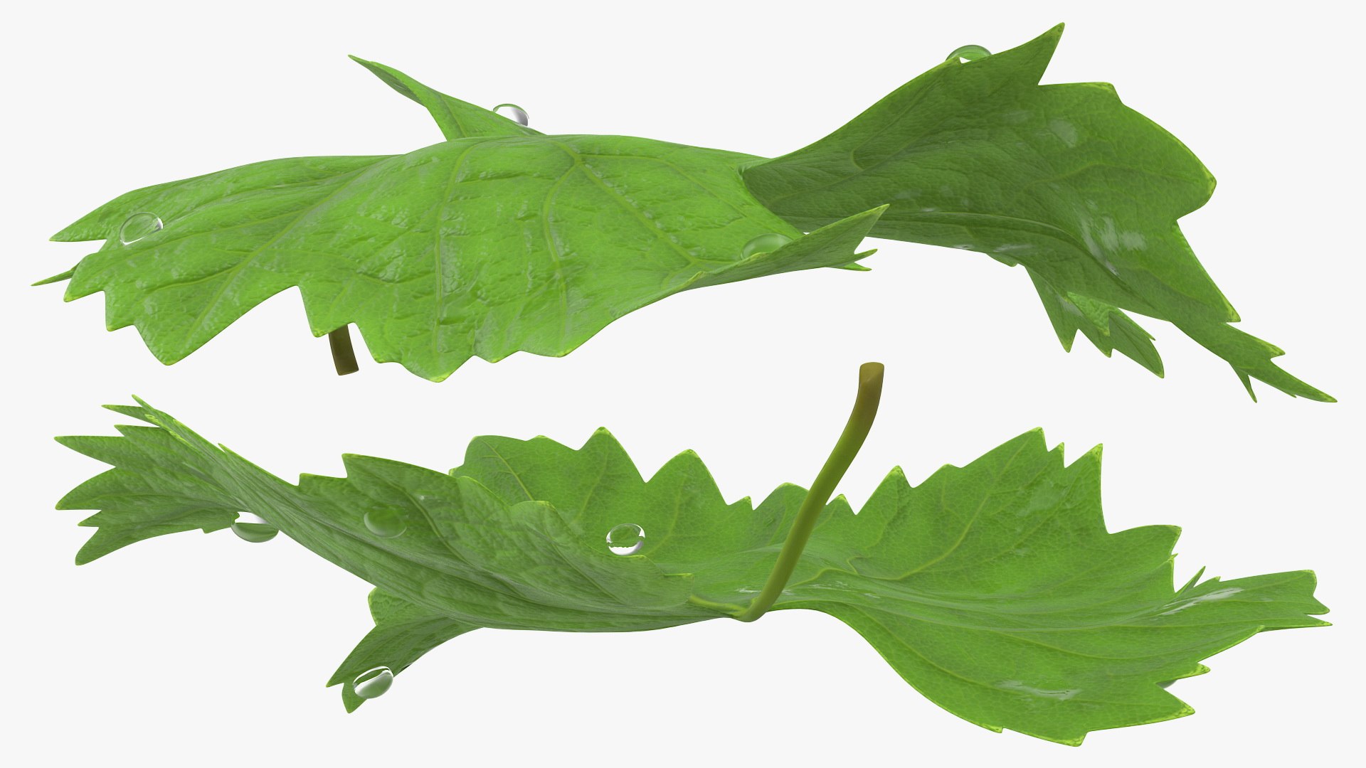 leaves 8 3D model https://p.turbosquid.com/ts-thumb/LD/qROdrH/O5eYsP4Z/leavescollection8vray3dmodel041/jpg/1600069011/1920x1080/fit_q87/2d1a8eb454c53d60f45373610dc74ab05a3f3ab5/leavescollection8vray3dmodel041.jpg