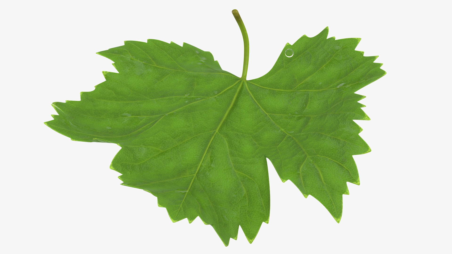 leaves 8 3D model https://p.turbosquid.com/ts-thumb/LD/qROdrH/THFNu421/leavescollection8vray3dmodel040/jpg/1600069008/1920x1080/fit_q87/6d907359bfdfbf96ce605301486583043c987aae/leavescollection8vray3dmodel040.jpg