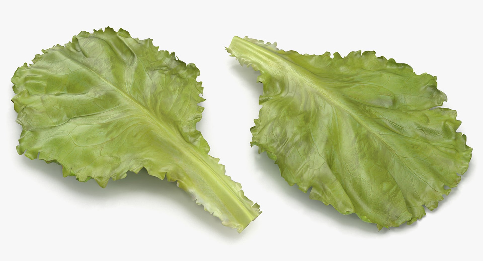 leaves 8 3D model https://p.turbosquid.com/ts-thumb/LD/qROdrH/TdWSdBqv/leavescollection8vray3dmodel058/jpg/1600069055/1920x1080/fit_q87/629b24c6aed6cc66a1ab1ebe897305b783b0f49d/leavescollection8vray3dmodel058.jpg