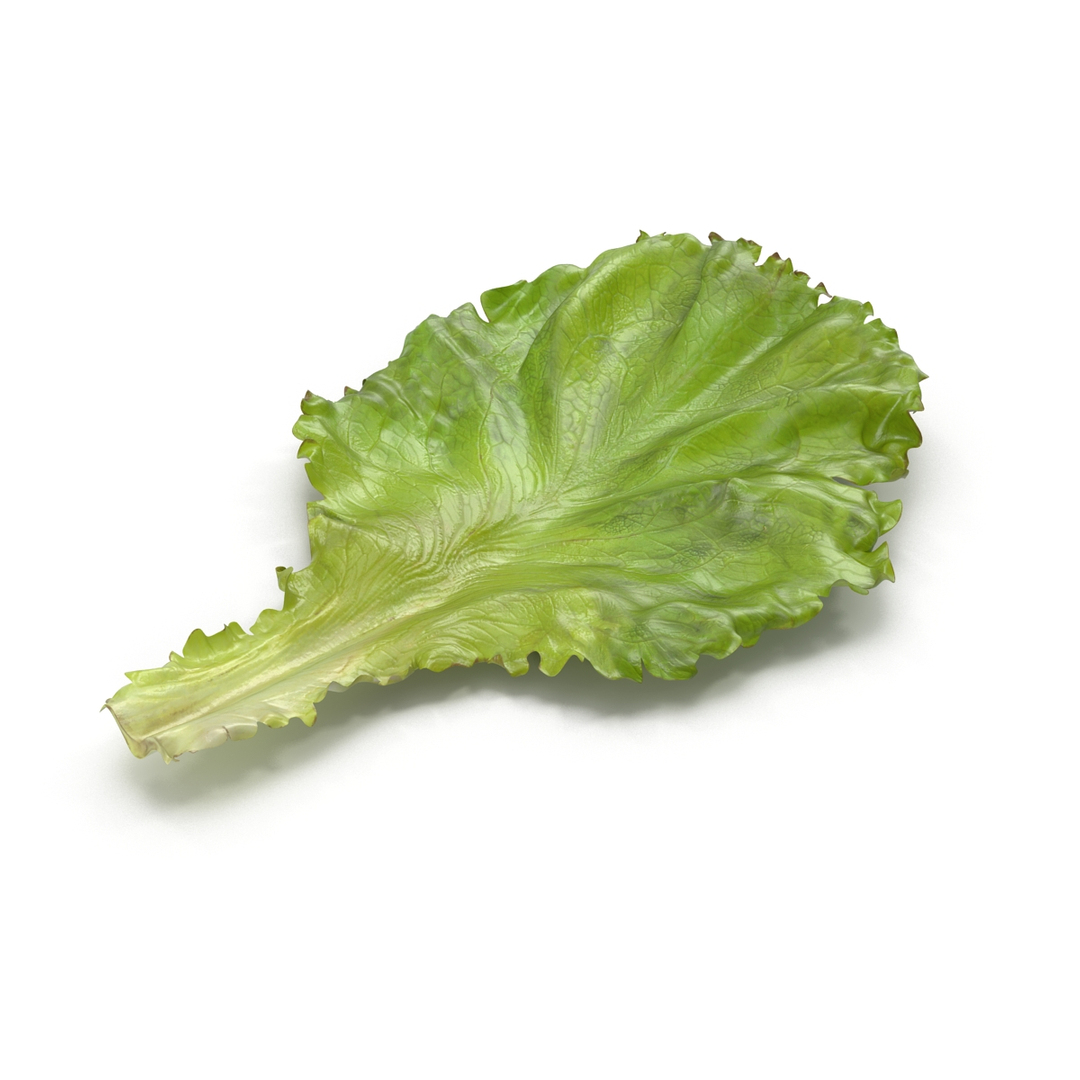 leaves 8 3D model https://p.turbosquid.com/ts-thumb/LD/qROdrH/d1SecLCM/lettuce_leaf_360/jpg/1600067504/1920x1080/turn_fit_q99/aaae067eeecef193acdb4e41c0626d7207cee2e9/lettuce_leaf_360-1.jpg