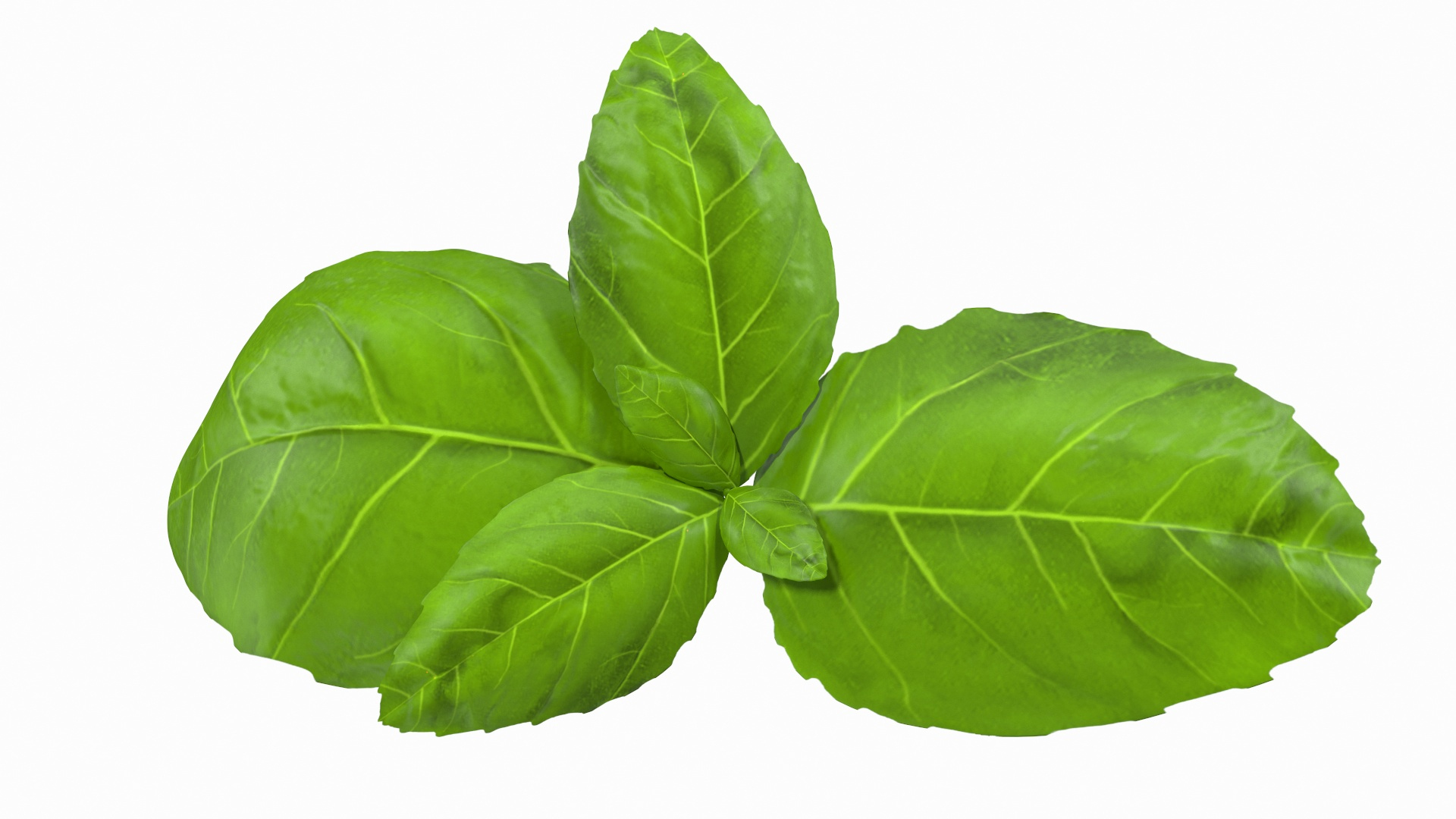 leaves 8 3D model https://p.turbosquid.com/ts-thumb/LD/qROdrH/eNkDADws/fresh_basil_leafs_360/jpg/1600066623/1920x1080/turn_fit_q99/2a353ff735e681074997a46ad525c9a7f94ae102/fresh_basil_leafs_360-1.jpg
