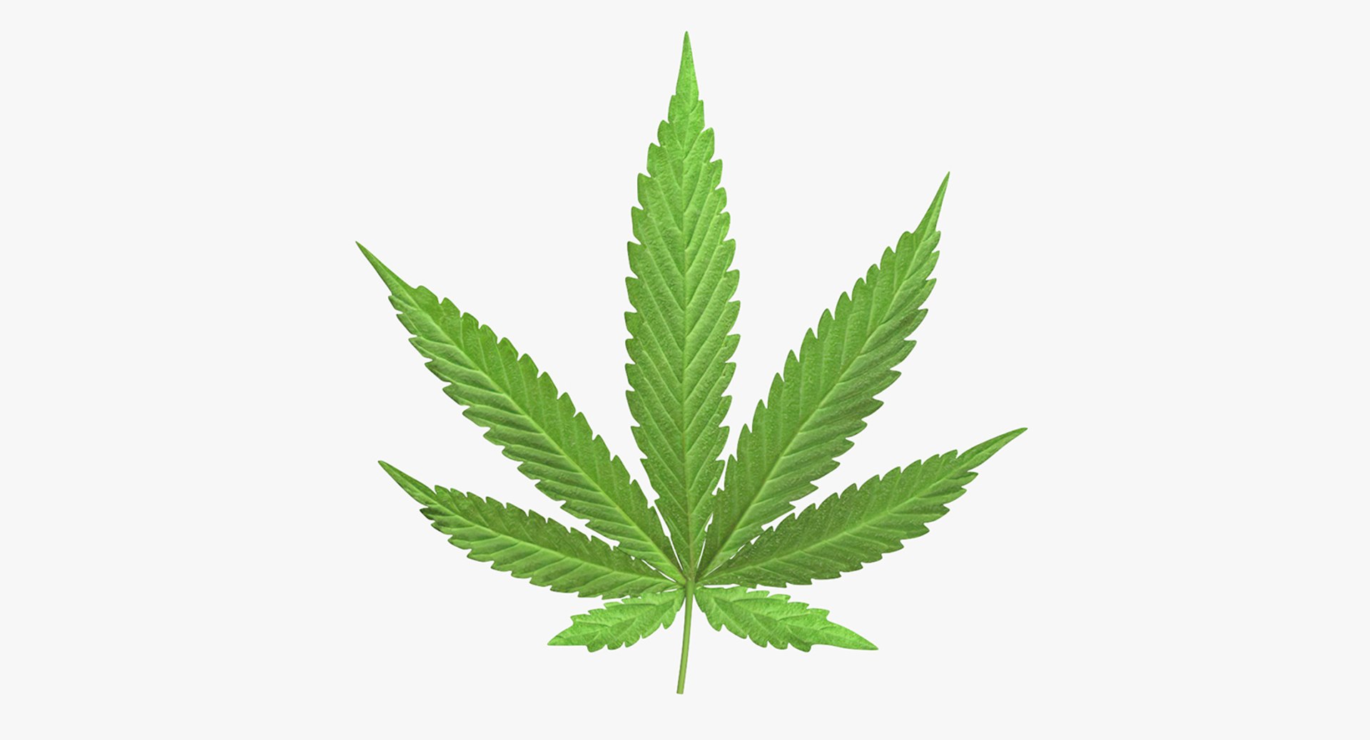 leaves 8 3D model https://p.turbosquid.com/ts-thumb/LD/qROdrH/fscjNj2c/leavescollection8vray3dmodel023/jpg/1600068964/1920x1080/fit_q87/9a51225723e21b62a1bd34f30d8579438110355e/leavescollection8vray3dmodel023.jpg