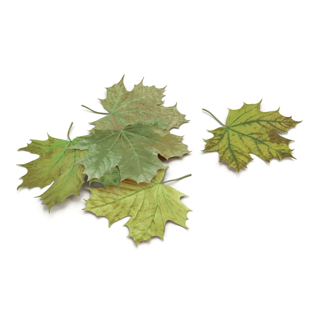 leaves 8 3D model https://p.turbosquid.com/ts-thumb/LD/qROdrH/uHMlHtzk/green_maple_leaves_360/jpg/1600067812/1920x1080/turn_fit_q99/aae46568fd798567a877d88bcf968a6221747388/green_maple_leaves_360-1.jpg